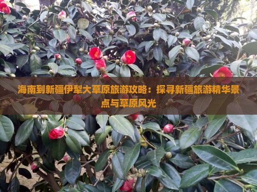 海南到新疆伊犁大草原旅游攻略：探寻新疆旅游精华景点与草原风光