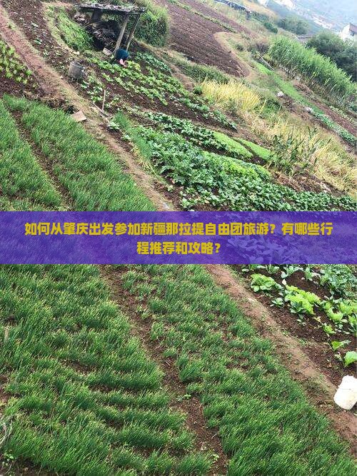如何从肇庆出发参加新疆那拉提自由团旅游？有哪些行程推荐和攻略？