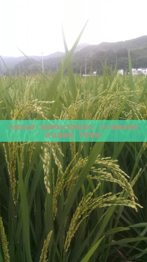 六盘水去新疆伊犁大草原自由行