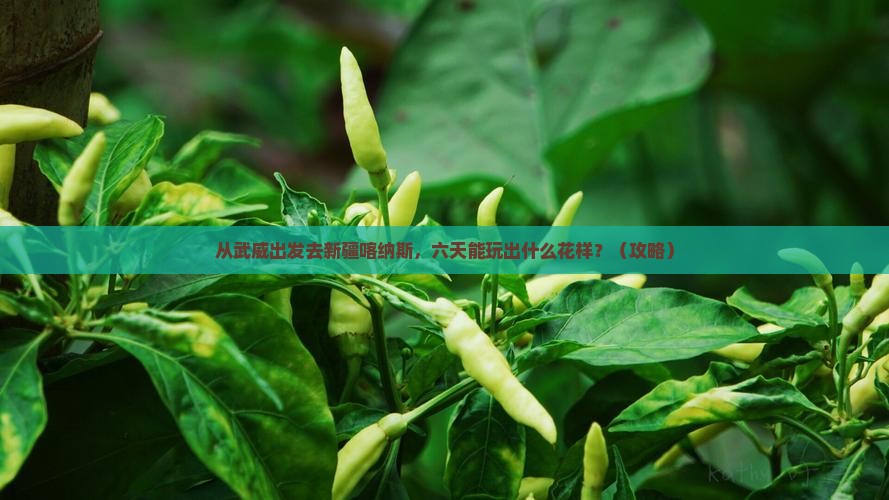武威去新疆喀纳斯六日游