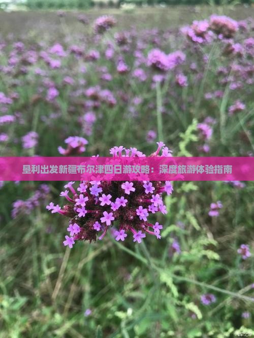 垦利出发新疆布尔津四日游攻略：深度旅游体验指南