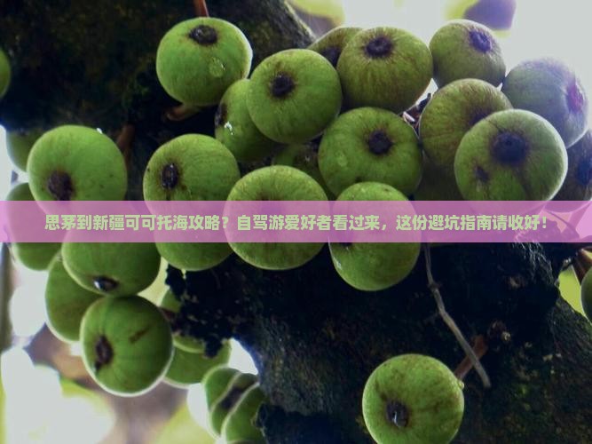 思茅到新疆可可托海攻略？自驾游爱好者看过来，这份避坑指南请收好！