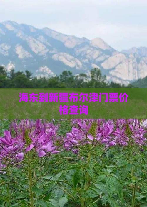 海东到新疆布尔津门票价格查询
