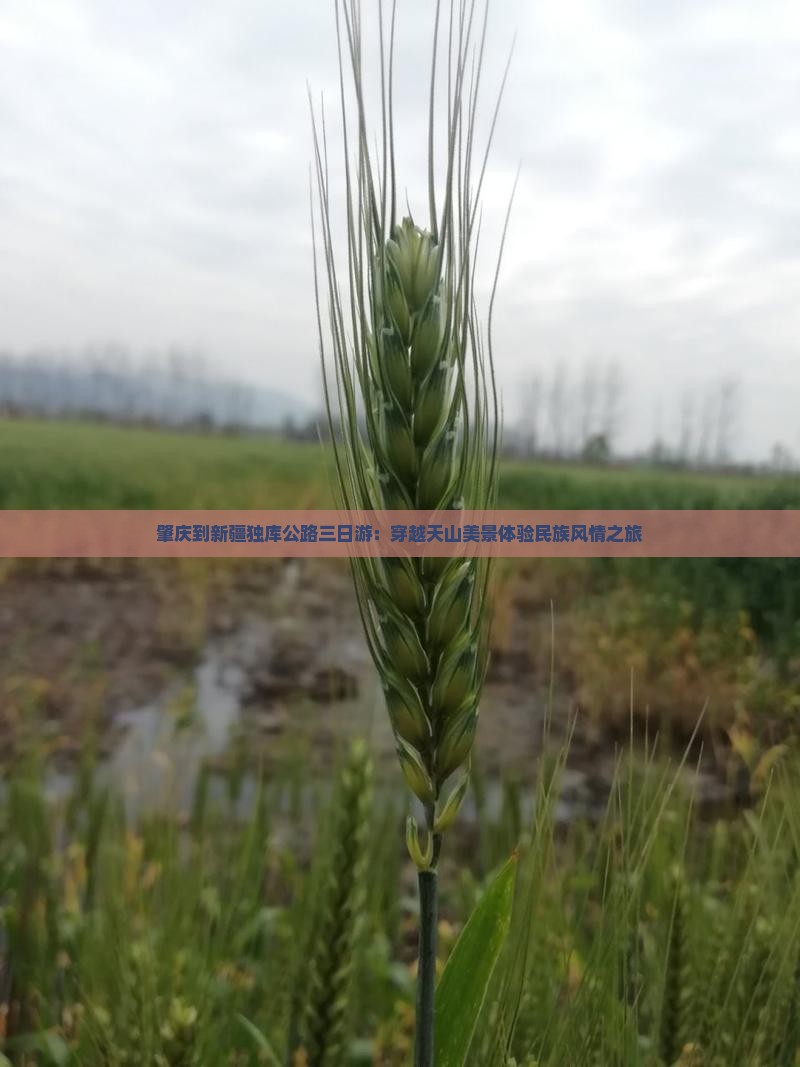 肇庆到新疆独库公路三日游：穿越天山美景体验民族风情之旅