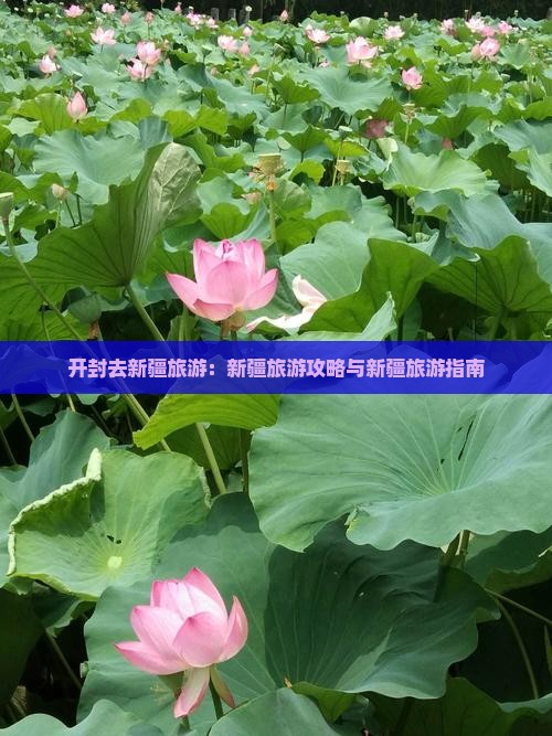 开封去新疆旅游