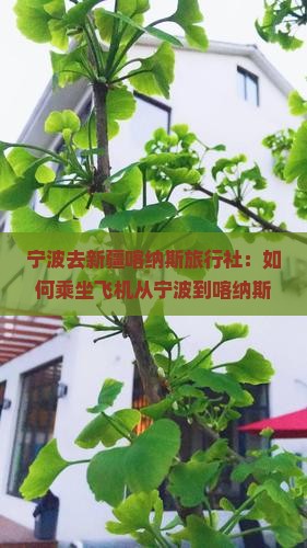 宁波去新疆喀纳斯旅行社：如何乘坐飞机从宁波到喀纳斯