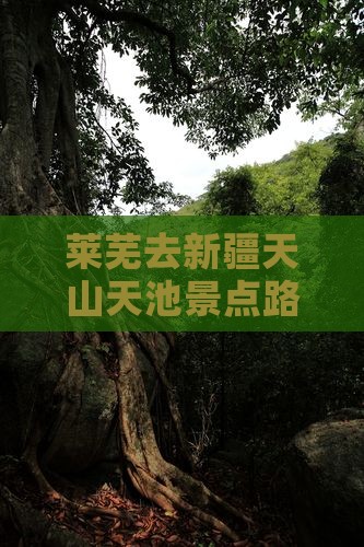 莱芜去新疆天山天池景点路线怎么走