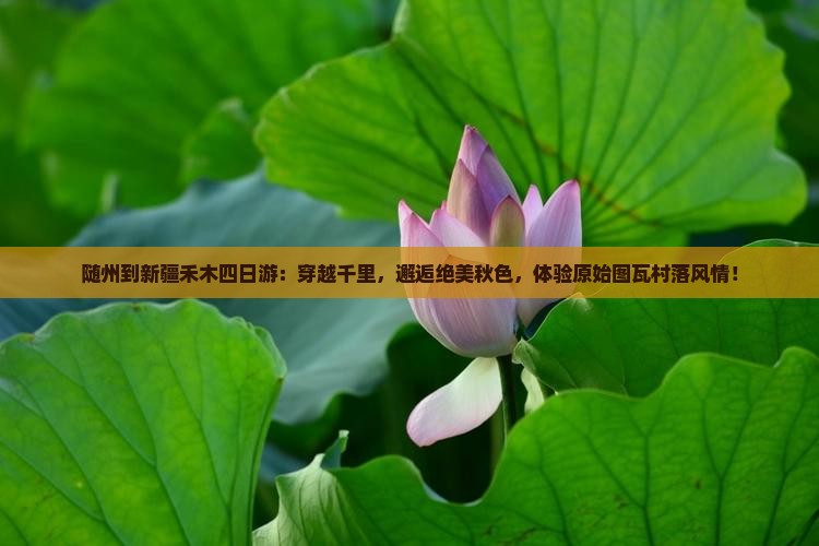 随州到新疆禾木四日游