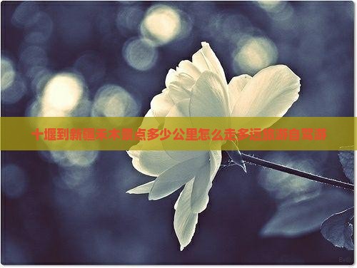 十堰到新疆禾木景点