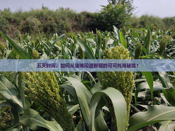 五天时间，如何从淄博闯进新疆的可可托海秘境？