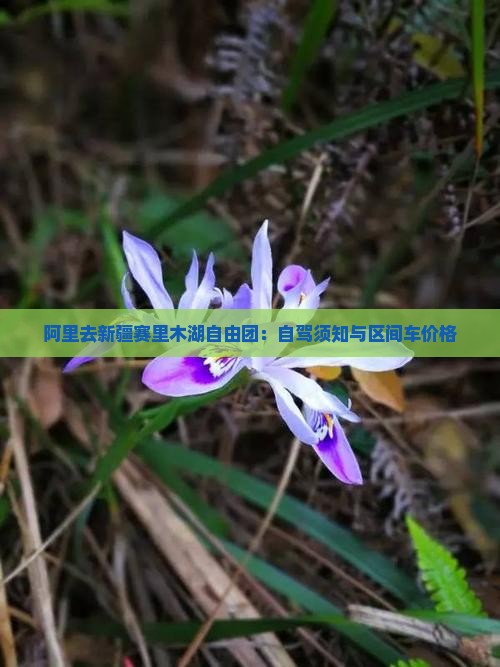 阿里去新疆赛里木湖自由团：自驾须知与区间车价格