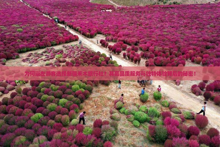 为何崇左游客选择新疆禾木旅行社？其高品质服务与独特体验背后的秘密！