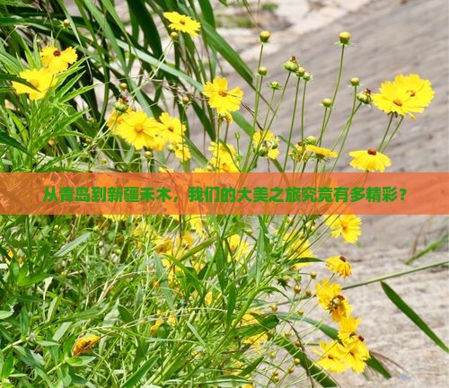 从青岛到新疆禾木，我们的大美之旅究竟有多精彩？