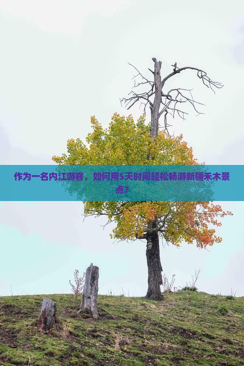 作为一名内江游客，如何用5天时间轻松畅游新疆禾木景点？