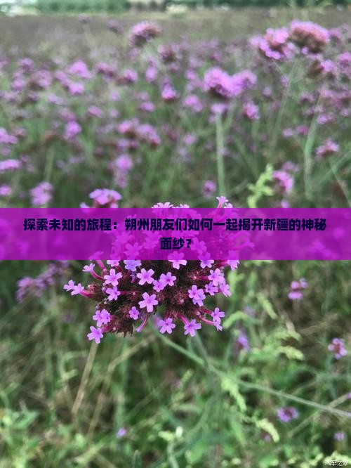 探索未知的旅程：朔州朋友们如何一起揭开新疆的神秘面纱？