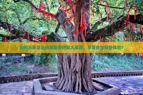 如何从秦皇岛畅游新疆伊犁大草原，享受自由团新体验？
