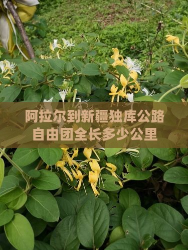 阿拉尔到新疆独库公路自由团全长多少公里