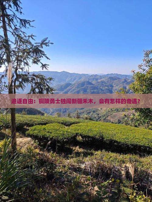 追逐自由：铜陵勇士独闯新疆禾木，会有怎样的奇遇？