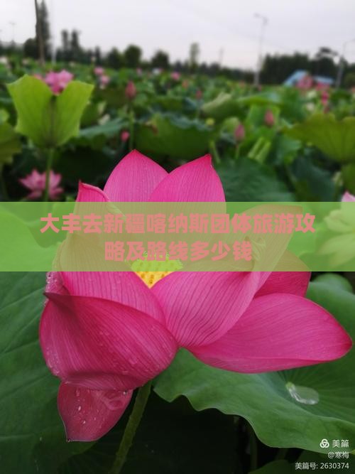 大丰去新疆喀纳斯团体旅游攻略及路线多少钱