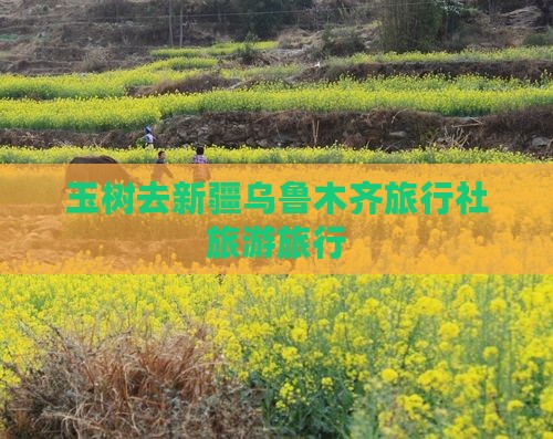 玉树去新疆乌鲁木齐旅行社