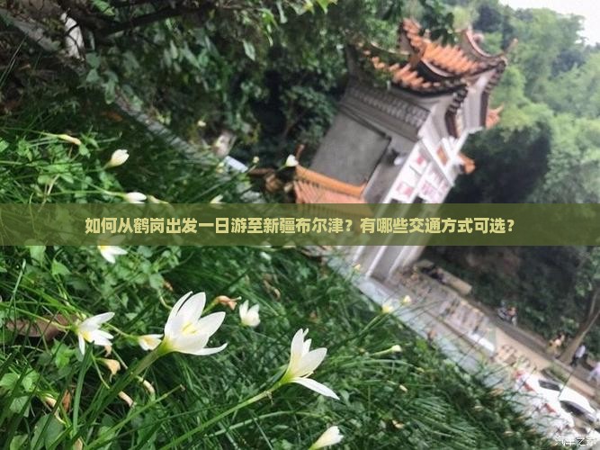 如何从鹤岗出发一日游至新疆布尔津？有哪些交通方式可选？