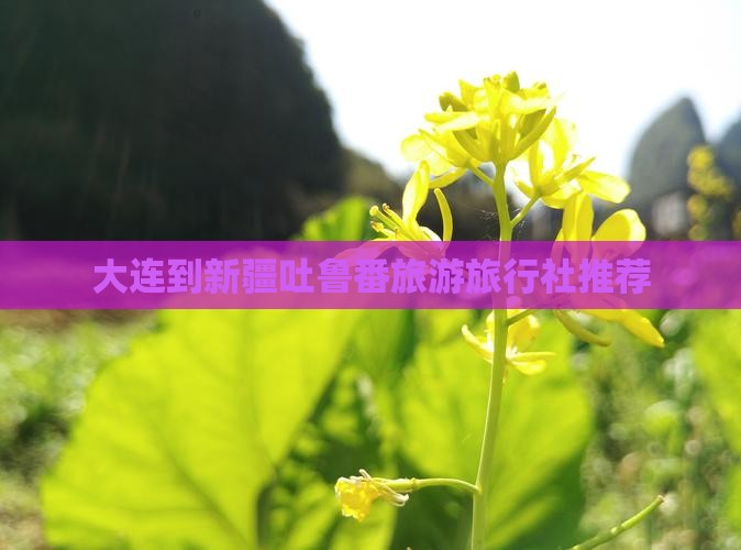 大连去新疆吐鲁番旅行社