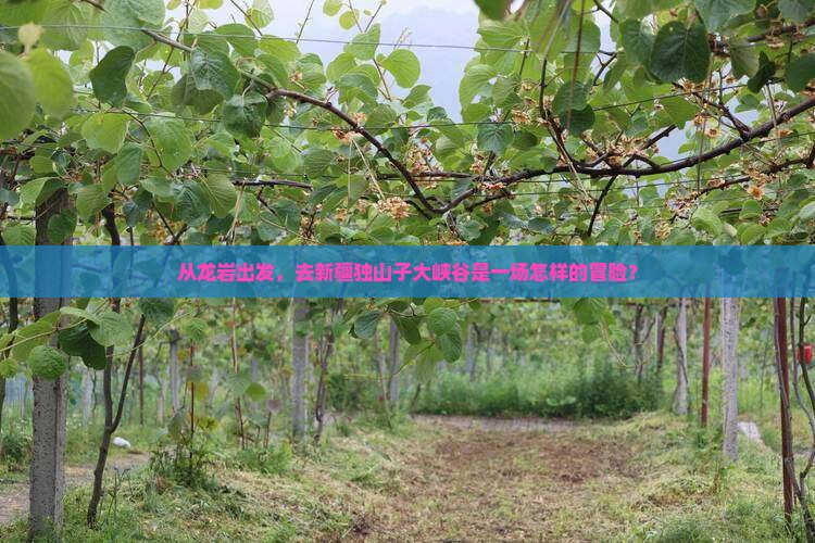 龙岩去新疆独山子大峡谷旅行社