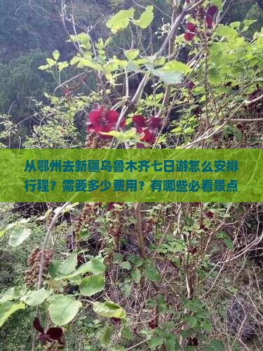 鄂州去新疆乌鲁木齐七日游