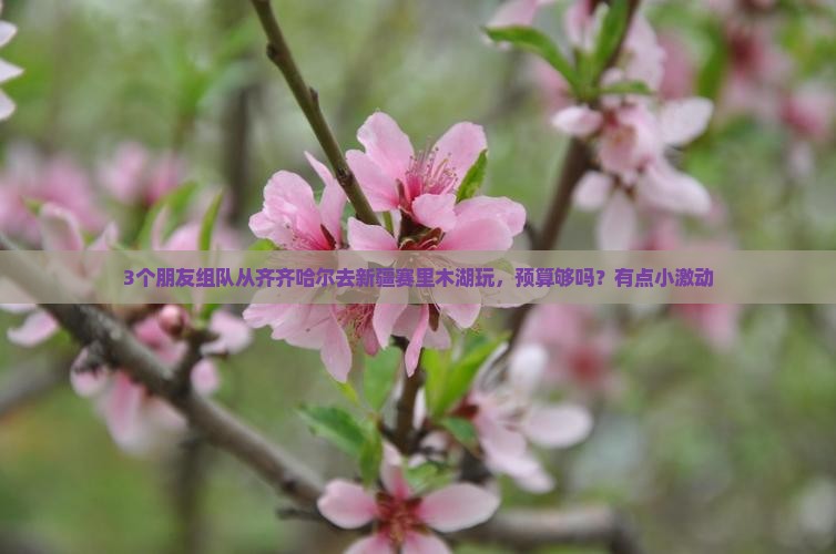 齐齐哈尔到新疆赛里木湖自由团