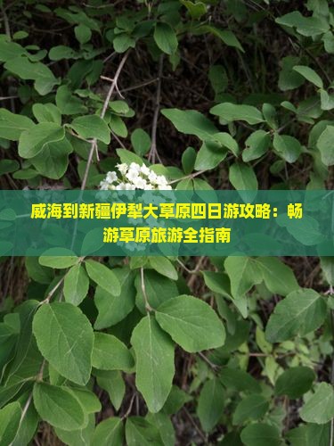 威海到新疆伊犁大草原四日游