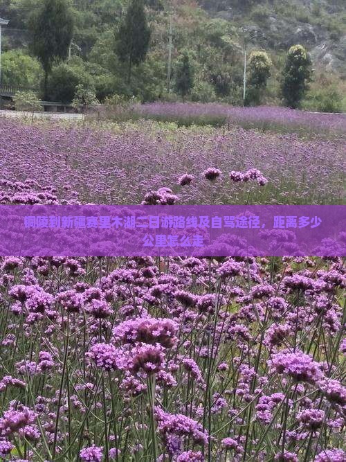 铜陵到新疆赛里木湖二日游
