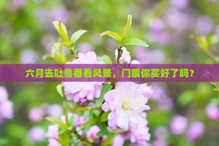六月到新疆吐鲁番门票