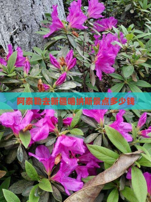 阿泰勒去新疆喀纳斯景点