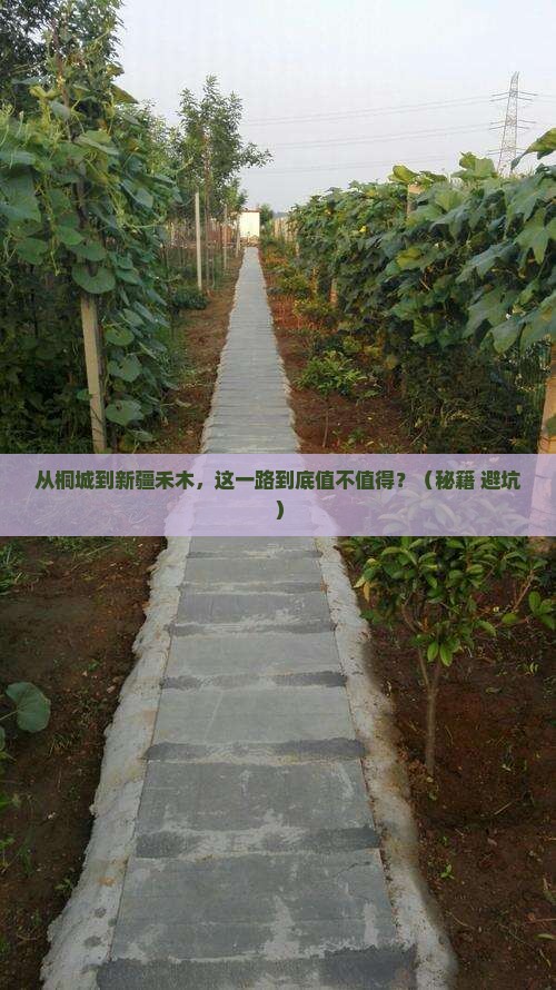 桐城到新疆禾木旅游