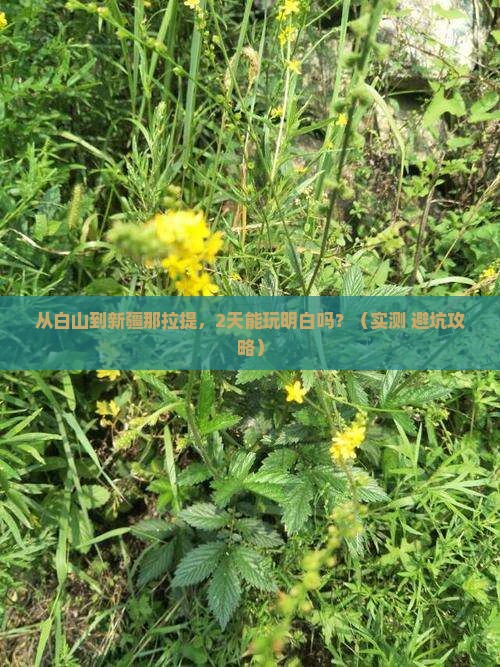 白山到新疆那拉提二日游