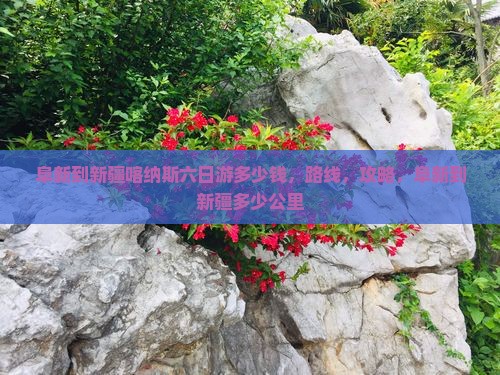 阜新到新疆喀纳斯六日游