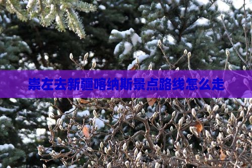 崇左去新疆喀纳斯景点