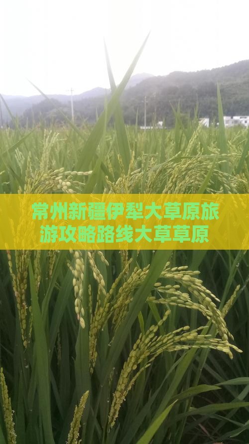 常州到新疆伊犁大草原旅游