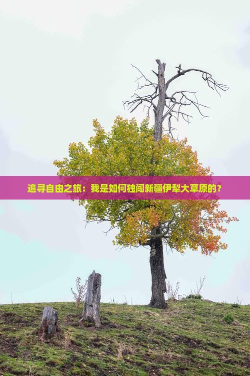 内江去新疆伊犁大草原个人游