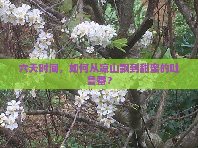 凉山到新疆吐鲁番六日游