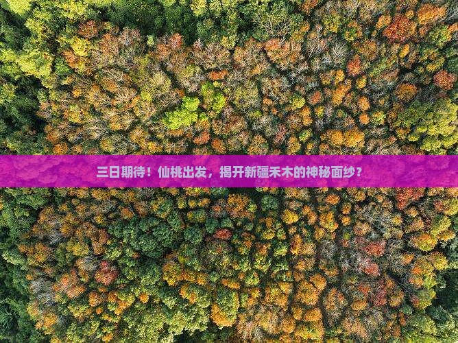 仙桃到新疆禾木三日游