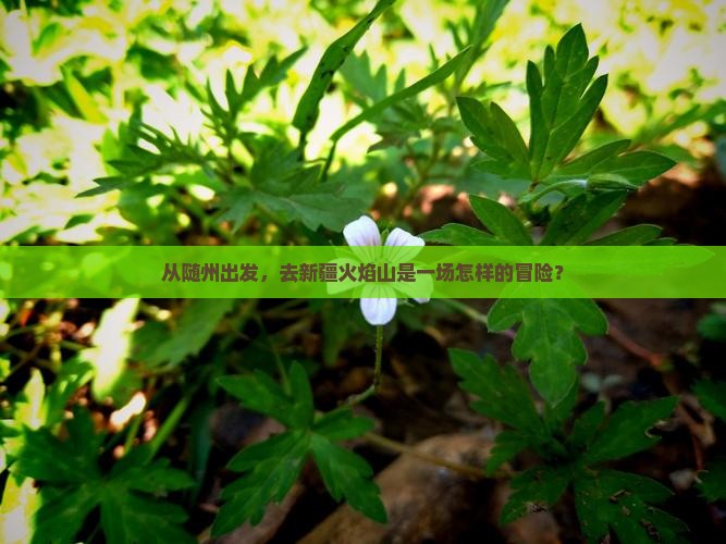 随州到新疆火焰山景点