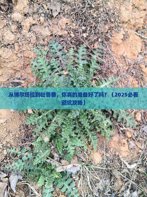博尔塔拉去新疆吐鲁番旅游