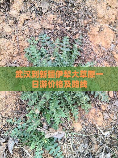 武汉到新疆伊犁大草原一日游价格及路线