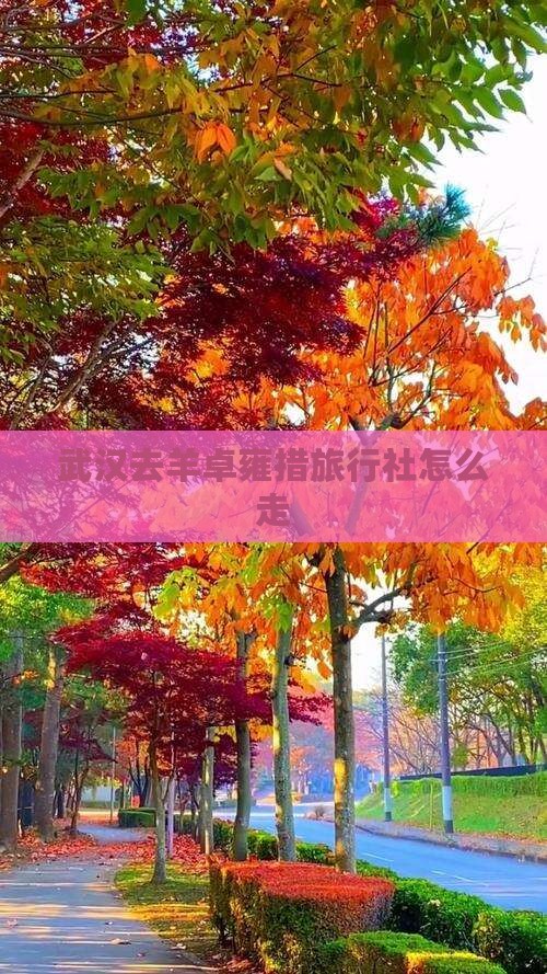 武汉去羊卓雍措旅行社怎么走