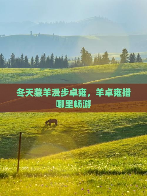 冬天藏羊漫步卓雍，羊卓雍措哪里畅游