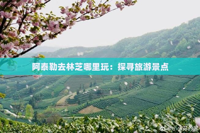 阿泰勒去林芝哪里玩：探寻旅游景点