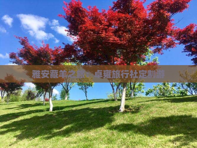 雅安藏羊之旅：卓雍旅行社定制游