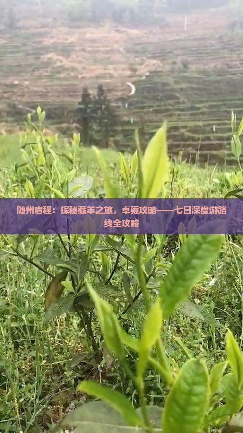 随州启程：探秘藏羊之旅，卓雍攻略——七日深度游路线全攻略