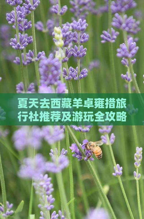 夏天去西藏羊卓雍措旅行社